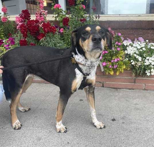 Photo of PIPER