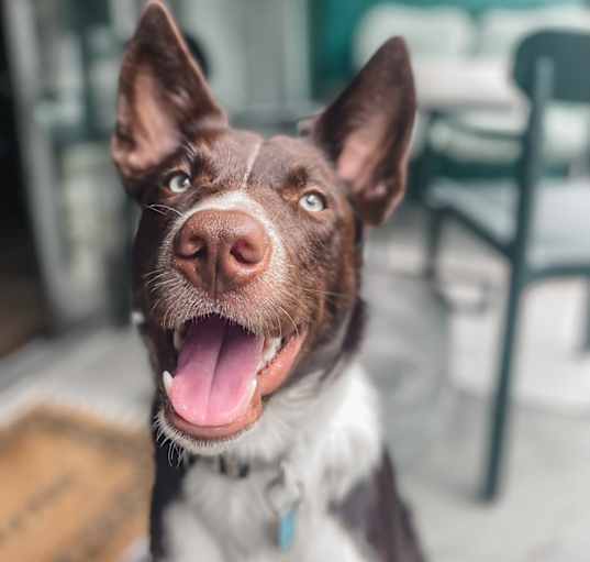 Photo of Arlo