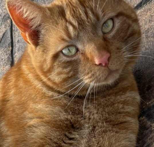 Photo of Cheeto