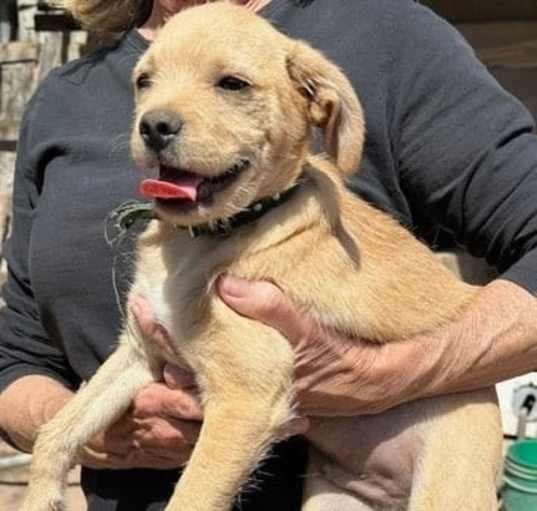 Photo of Bronzo, a Terrier Mix puppy