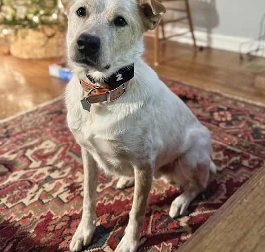 Photo of Koa