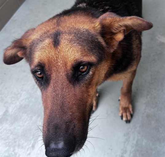 Photo of Dog