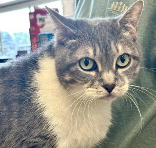 Photo of Stella