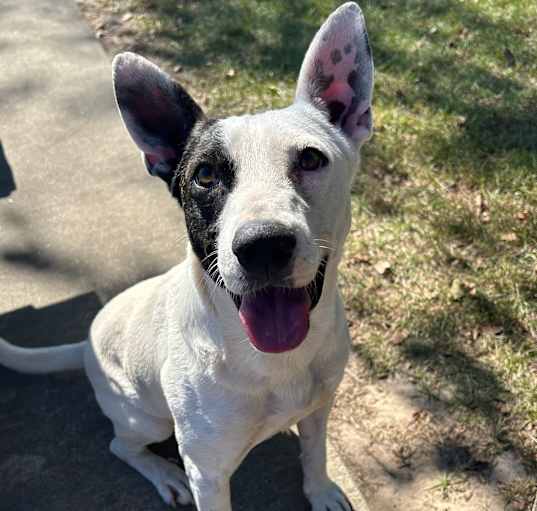 Photo of Patch