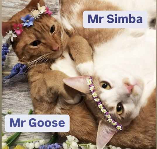 Photo of Mr Goose and Mr Simba at Martinez PFE April 26th