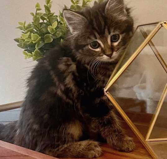 Photo of Coco