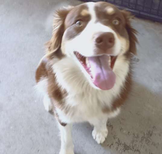 Photo of Willow