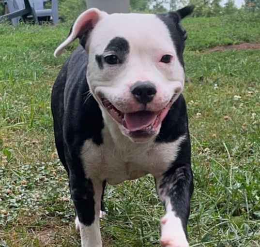 Photo of JuneBug
