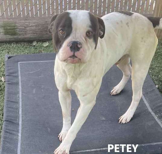 Photo of Petey