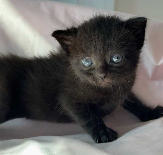 Photo of Ophelia