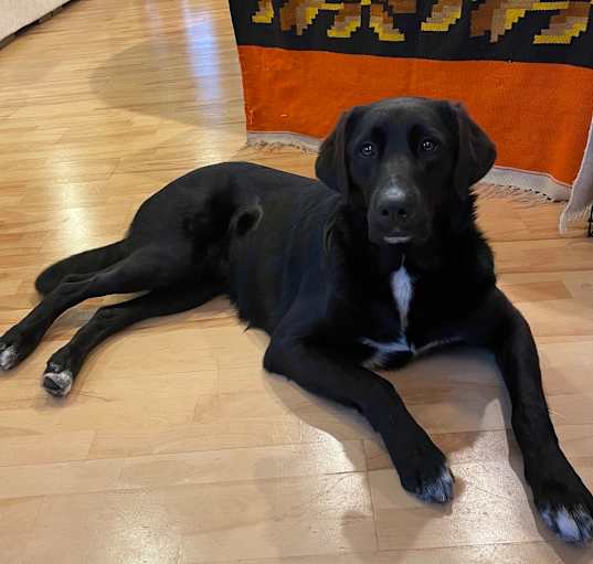 Photo of Thor