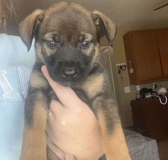 Photo of Bailey