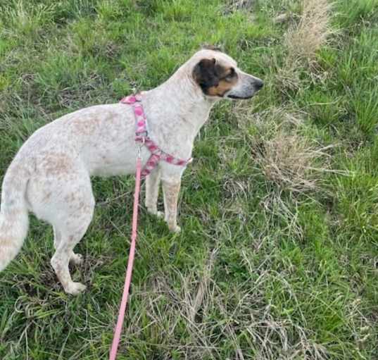 Photo of Belle