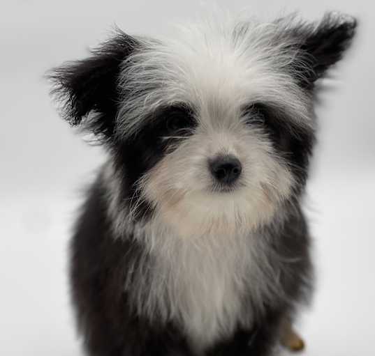 Photo of Gizmo
