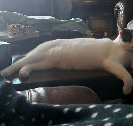 Photo of Luna