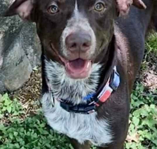 Photo of Rigby