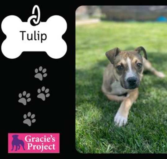 Photo of Tulip