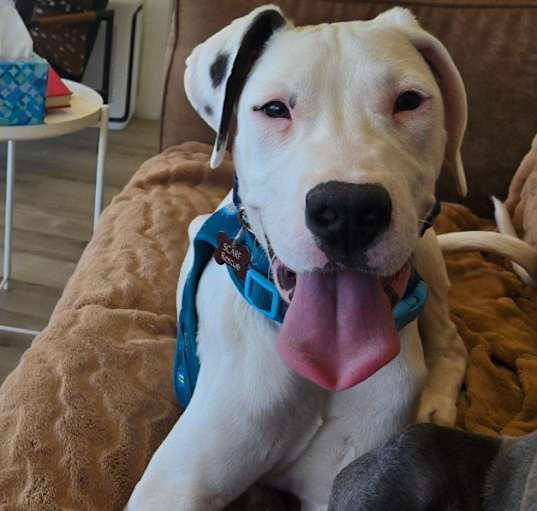 Photo of Casper