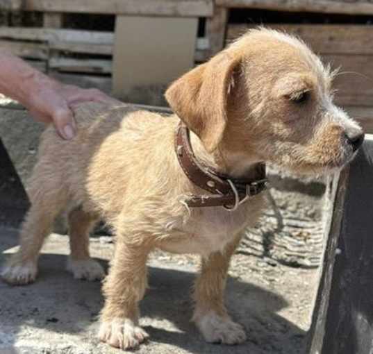 Photo of GIO A Terrier mix puppy