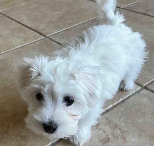 Photo of Finnegan