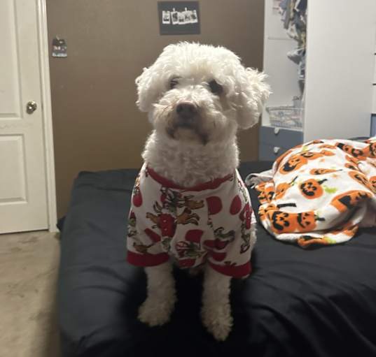 Photo of Bentley