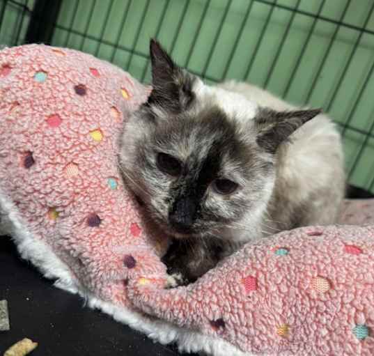 Photo of Kiki