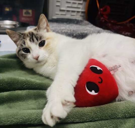 Photo of Sugar