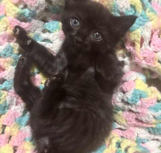 Photo of Violet