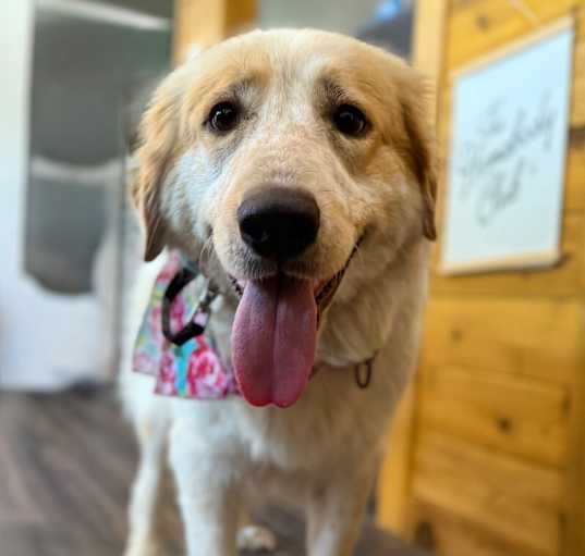 Photo of Jamie The Gentle Girl