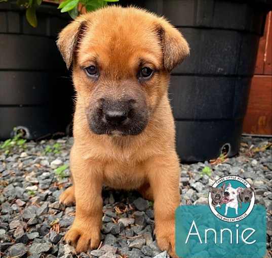 Photo of Annie Sue Muppet