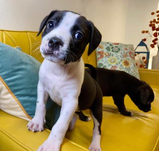 Photo of Asha Galveston