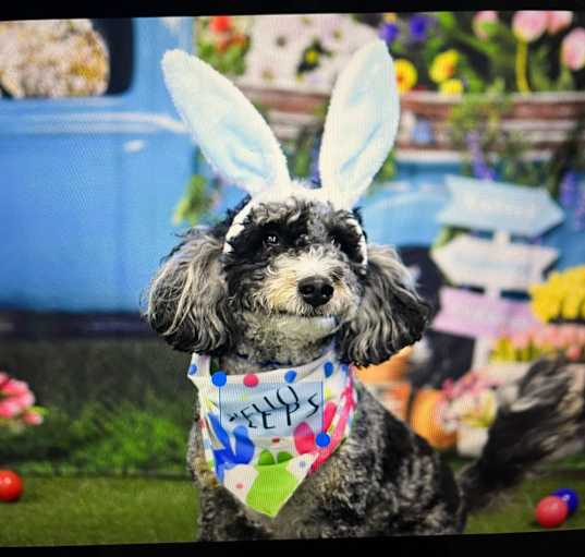 Photo of Pepper