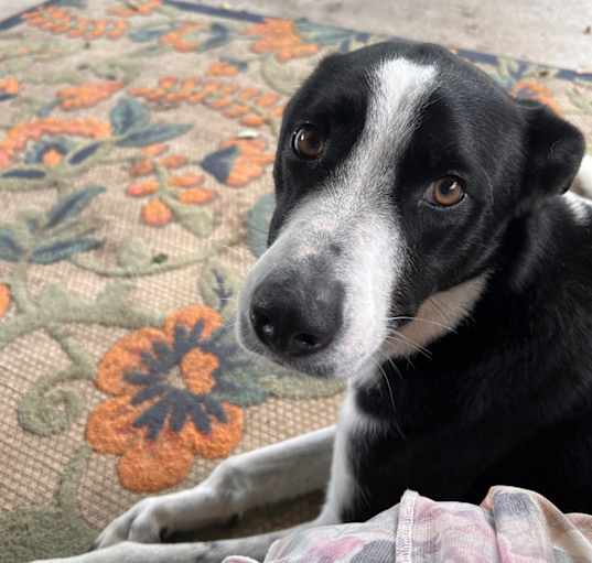 Photo of Bandit