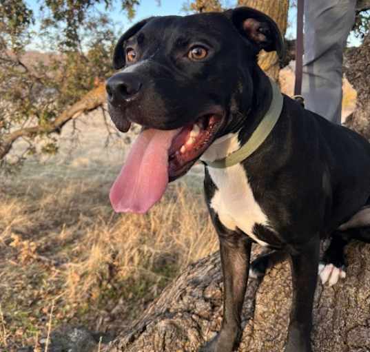 Photo of Otto