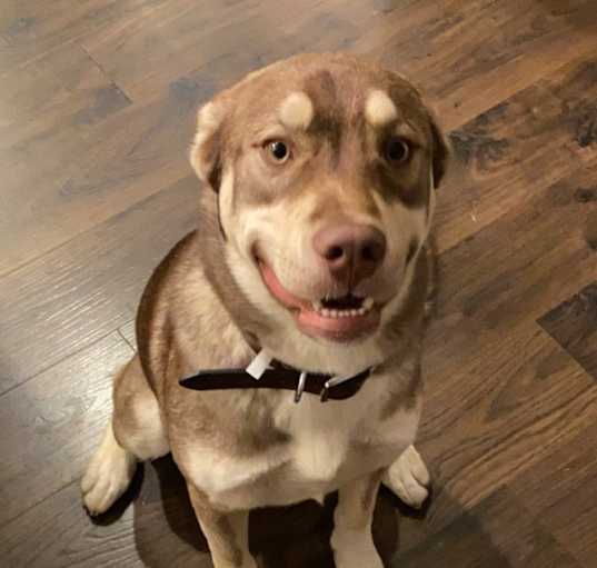 Photo of Apollo