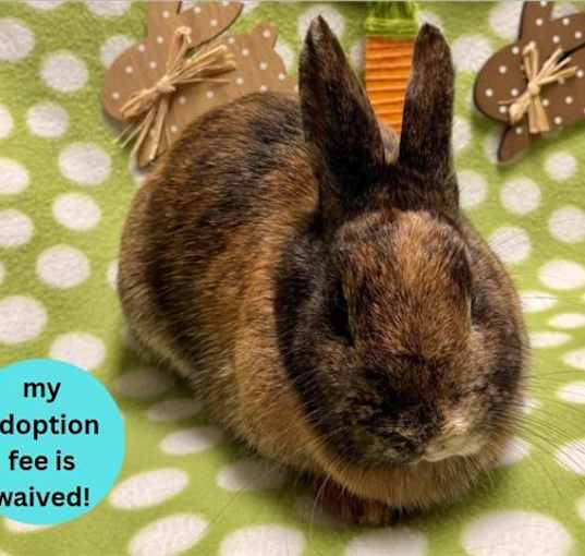 Photo of BRONTE BUN*