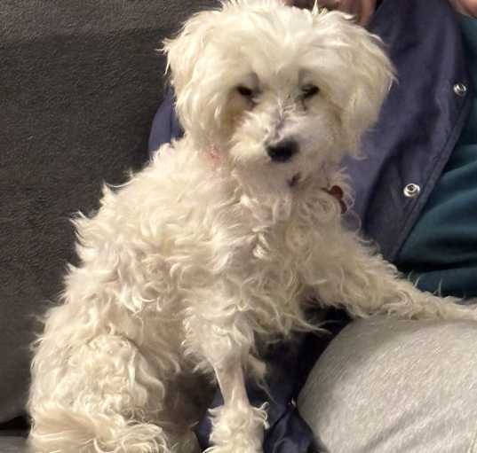 Photo of Louie