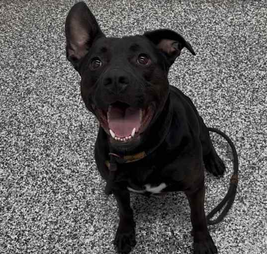 Photo of Onyx