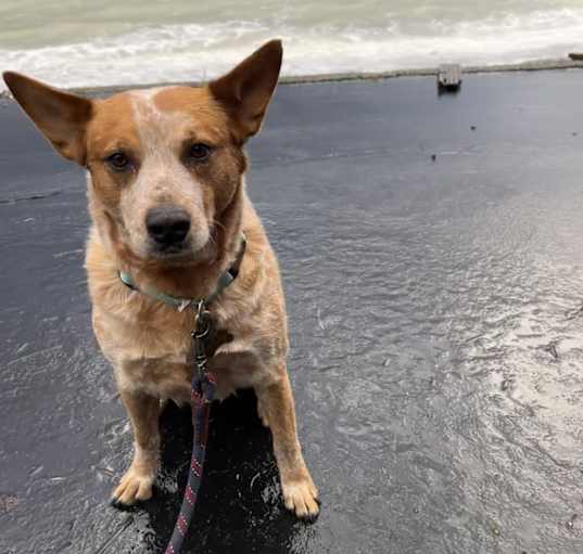 Photo of Molly