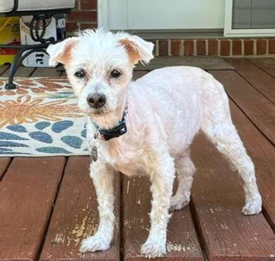 Photo of Buddy