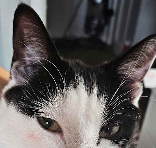 Photo of Lily