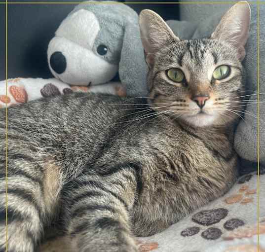 Photo of Nala