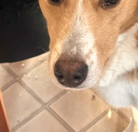 Photo of Apollo
