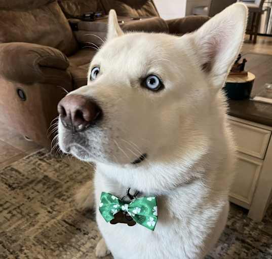 Photo of Oso