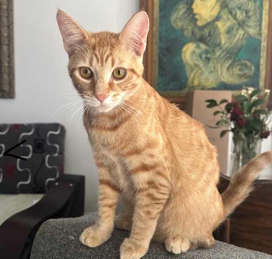 Photo of Lucky