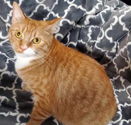 Photo of Callie