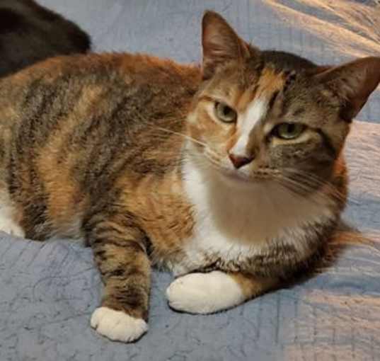 Photo of Gypsy