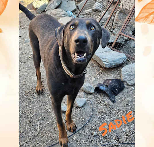 Photo of Sadie