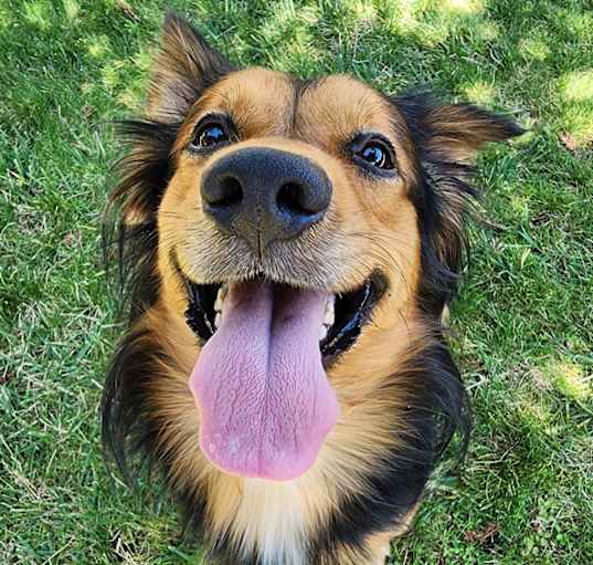 Photo of Chewie
