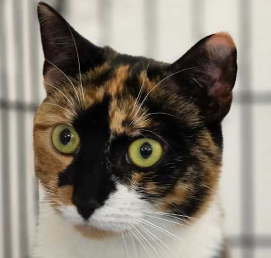 Photo of Kali